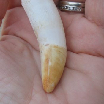  Alligator Tooth 3-1/2"