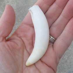Alligator Tooth 3-1...