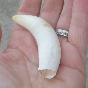  Alligator Tooth 3-1/2"