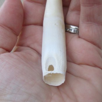  Alligator Tooth 3-1/2"