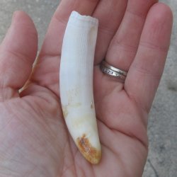 Alligator Tooth 3-1...