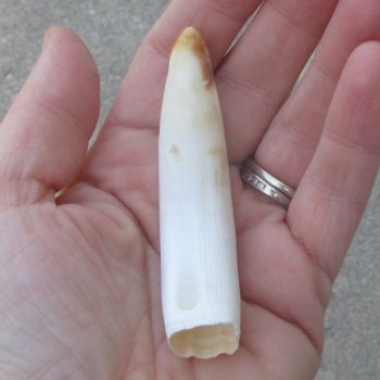  Alligator Tooth 3-1/2"
