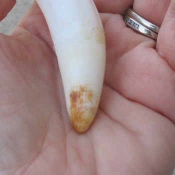  Alligator Tooth 3-1/2"