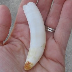 Alligator Tooth 3-1...