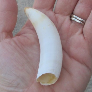  Alligator Tooth 3-1/2"