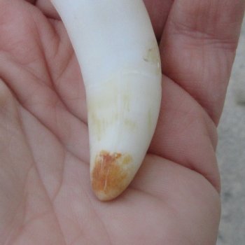  Alligator Tooth 3-1/2"
