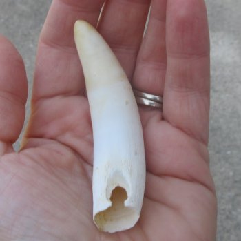  Alligator Tooth 3-1/2"