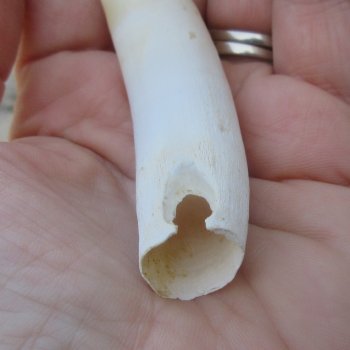  Alligator Tooth 3-1/2"