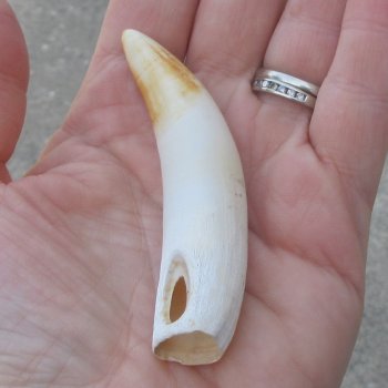  Alligator Tooth 3-1/4"