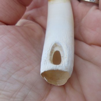  Alligator Tooth 3-1/4"