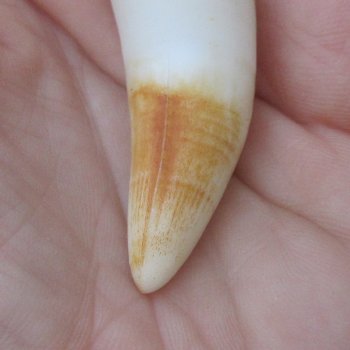 Alligator Tooth 3-1/4"