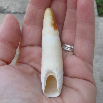  Alligator Tooth 3-1/4"