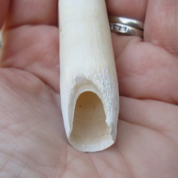  Alligator Tooth 3-1/4"