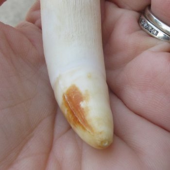  Alligator Tooth 3-1/4"