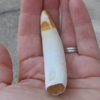  Alligator Tooth 3-1/4"