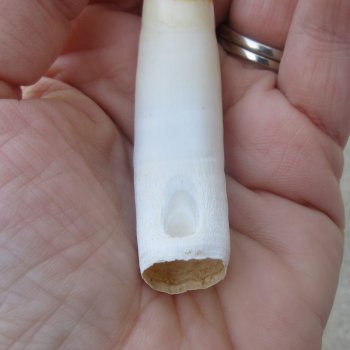  Alligator Tooth 3-1/4"