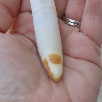 Alligator Tooth 3-1/4"