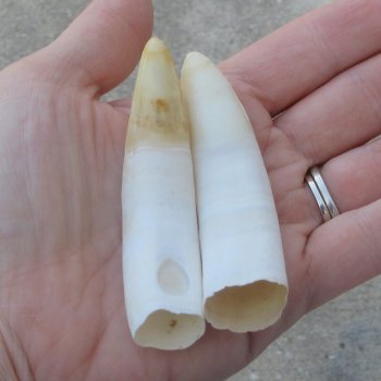 Two piece Alligator Teeth 3-1/4" 