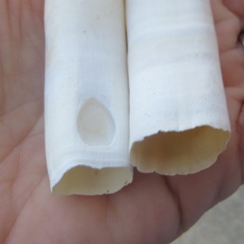 Two piece Alligator Teeth 3-1/4" 