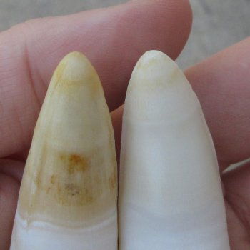 Two piece Alligator Teeth 3-1/4" 
