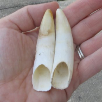 Two piece Alligator Teeth 3-1/4" 