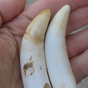 Two piece Alligator Teeth 3-1/4" 