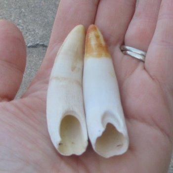 Two piece Alligator Teeth 3" 