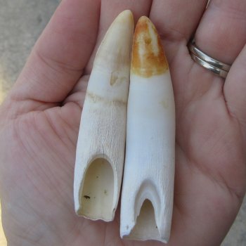 Two piece Alligator Teeth 3" 