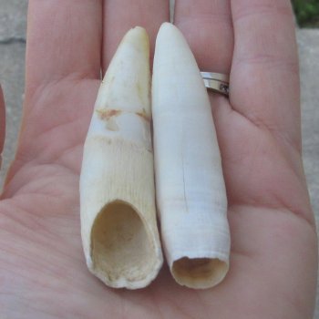Two piece Alligator Teeth 3" 