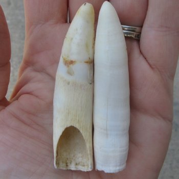 Two piece Alligator Teeth 3" 
