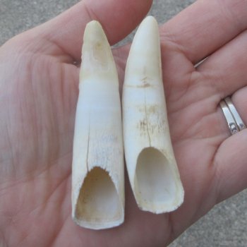 Two piece Alligator Teeth 3" 