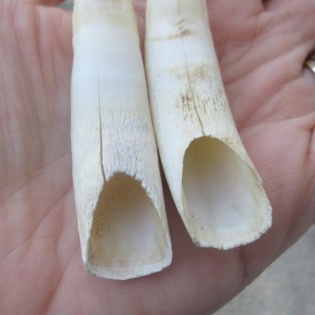 Two piece Alligator Teeth 3" 