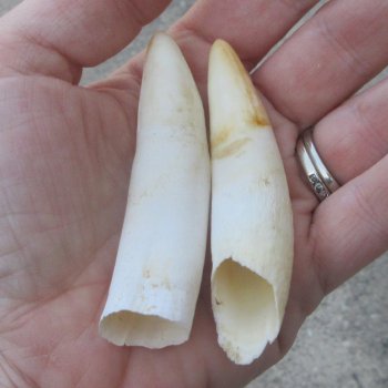 Two piece Alligator Teeth 3" 
