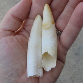 Two piece Alligator Teeth 3" 