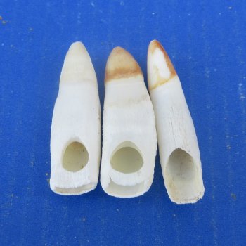 Three piece Alligator Teeth 2-1/2" to 2-7/8"