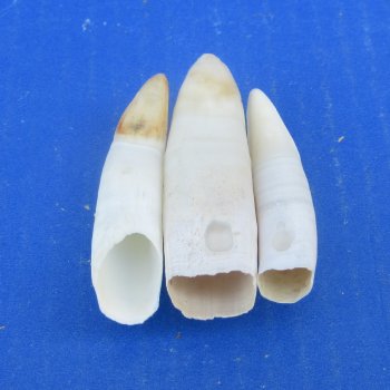 Three piece Alligator Teeth 2-1/2" to 2-7/8"