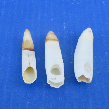 Three piece Alligator Teeth 2-1/2" to 2-7/8"
