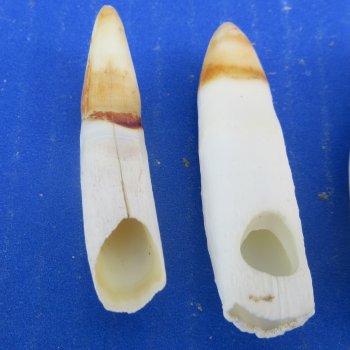 Three piece Alligator Teeth 2-1/2" to 2-7/8"