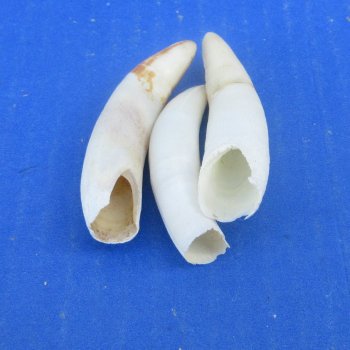 Three piece Alligator Teeth 2-1/2" to 2-7/8"