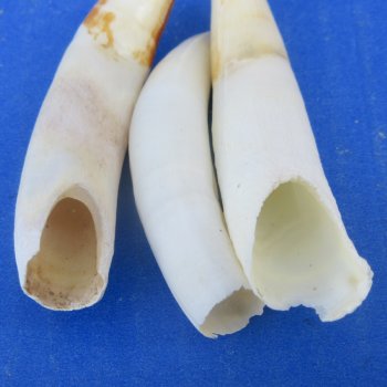 Three piece Alligator Teeth 2-1/2" to 2-7/8"