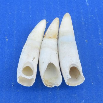 Three piece Alligator Teeth 2-1/2" to 2-7/8"