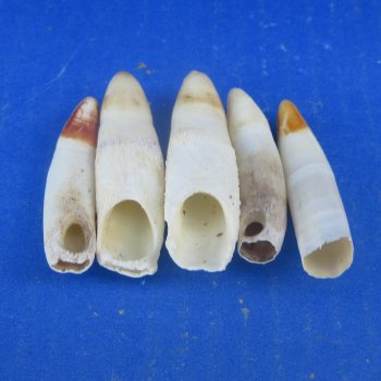 Five piece Alligator Teeth 2" to 2-3/8"