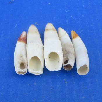 Five piece Alligator Teeth 2" to 2-3/8"