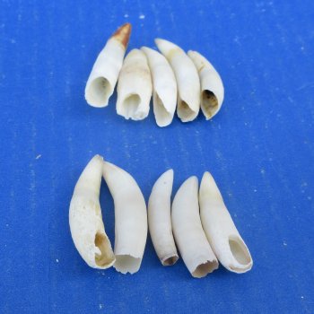 Ten piece Alligator Teeth 1-1/2" to 1-7/8"