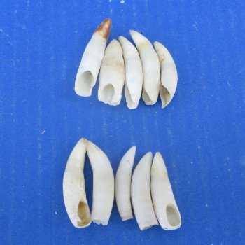 Ten piece Alligator Teeth 1-1/2" to 1-7/8"