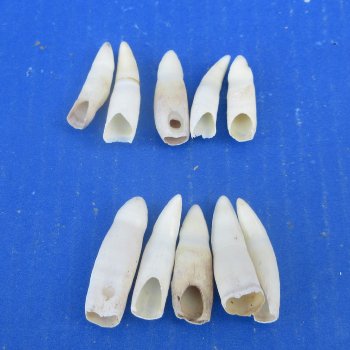 Ten piece Alligator Teeth 1-1/2" to 1-7/8"