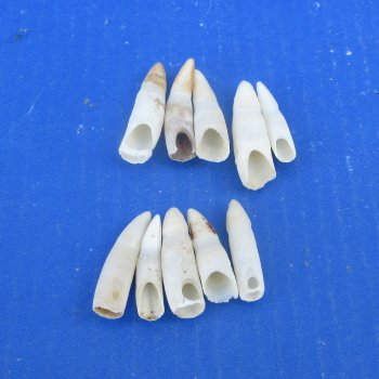 Ten piece Alligator Teeth 1-1/2" to 1-7/8"