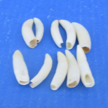 Ten piece Alligator Teeth 1-1/2" to 1-7/8"