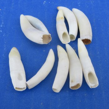 Ten piece Alligator Teeth 1-1/2" to 1-7/8"