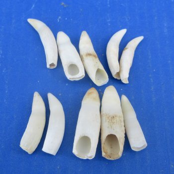 Ten piece Alligator Teeth 1-1/2" to 1-7/8"